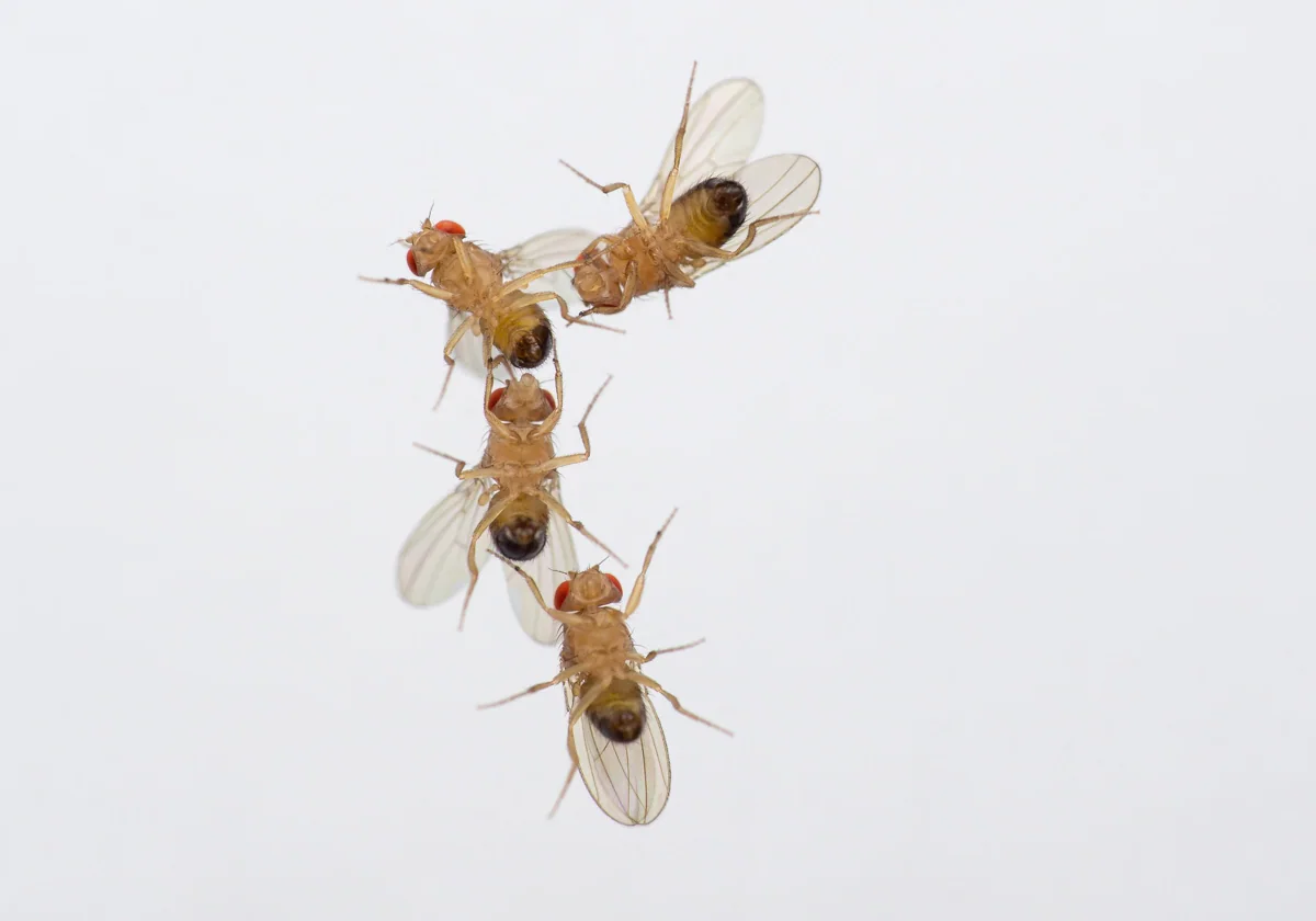 Cuatro machos de D. melanogaster que después de aproximadamente 15 minutos de exposición al ozono ligeramente aumentado (concentración de 100 ppb) comienzan a cortejarse entre sí