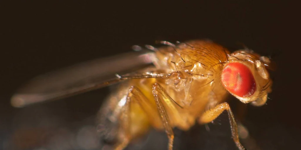 Les mouches peuvent identifier un cinquième goût, alcalin.