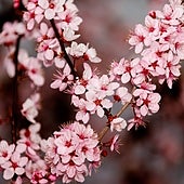 ¿Cuándo empieza la primavera en 2023 y qué marca su inicio?