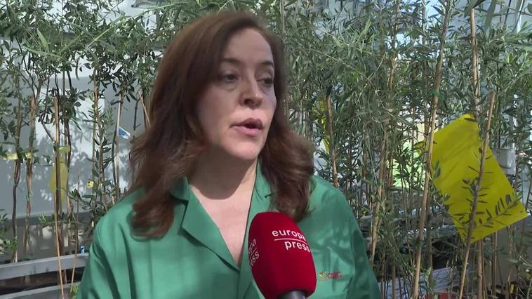 Investigadora cordobesa lidera proyecto internacional para frenar la bacteria 'Xylella fastidiosa'