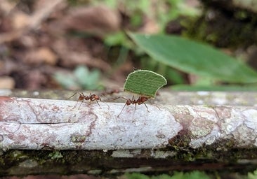 Así fue cómo las hormigas conquistaron el mundo