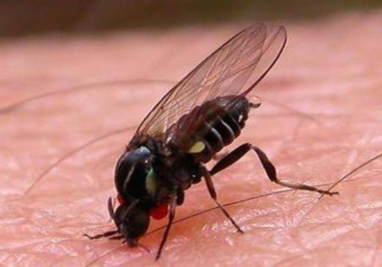 ¿Por qué las moscas se sienten atraídas por los excrementos?
