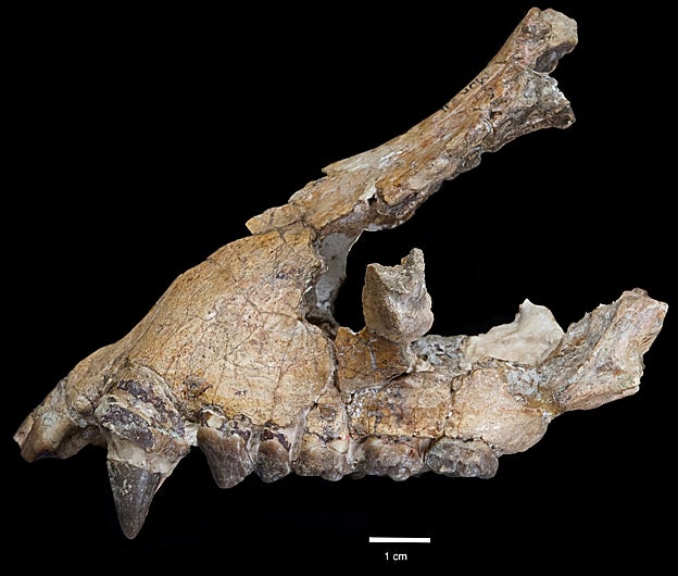 Mandíbula superior de Morotopithecus 