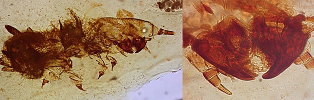 Muda aislada de la larva del escarabajo que se alimenta de plumas encontrada en el afloramiento de ámbar de Rábago/El Soplao, con detalle de sus poderosas mandíbulas. La longitud de la muda es inferior a dos milímetros