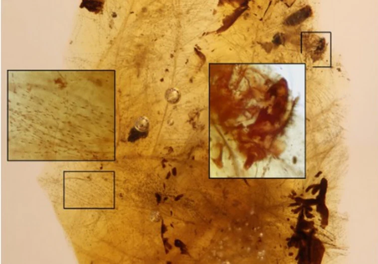 Fósiles de escarabajos hallados en Teruel muestran que se alimentaban de las plumas de los dinosaurios