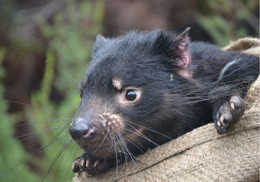 El cáncer contagioso del demonio de Tasmania muta a gran velocidad y es imprevisible