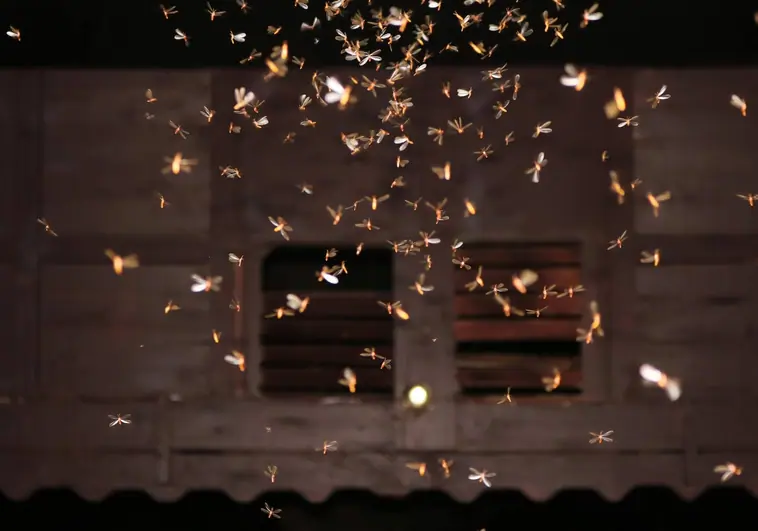 ¿Por qué algunos insectos voladores se sienten atraídos por la luz?