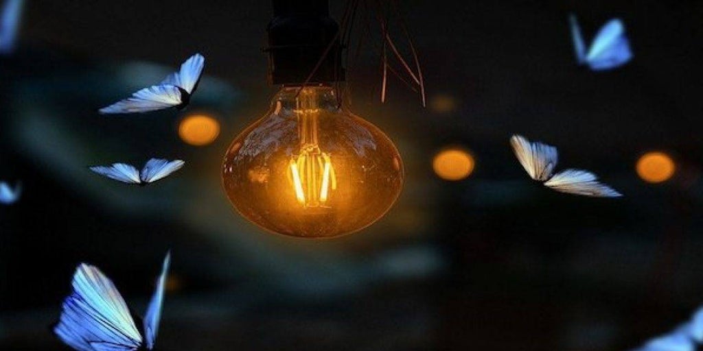 They finally discover the real reason why insects go towards the light