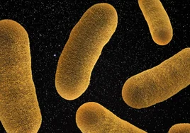 Descubren el secreto de las bacterias para resucitar, incluso después de siglos de latencia