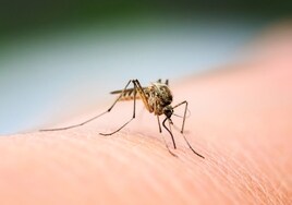El curioso motivo por el que los mosquitos vuelan cerca de tu oreja mientras duermes