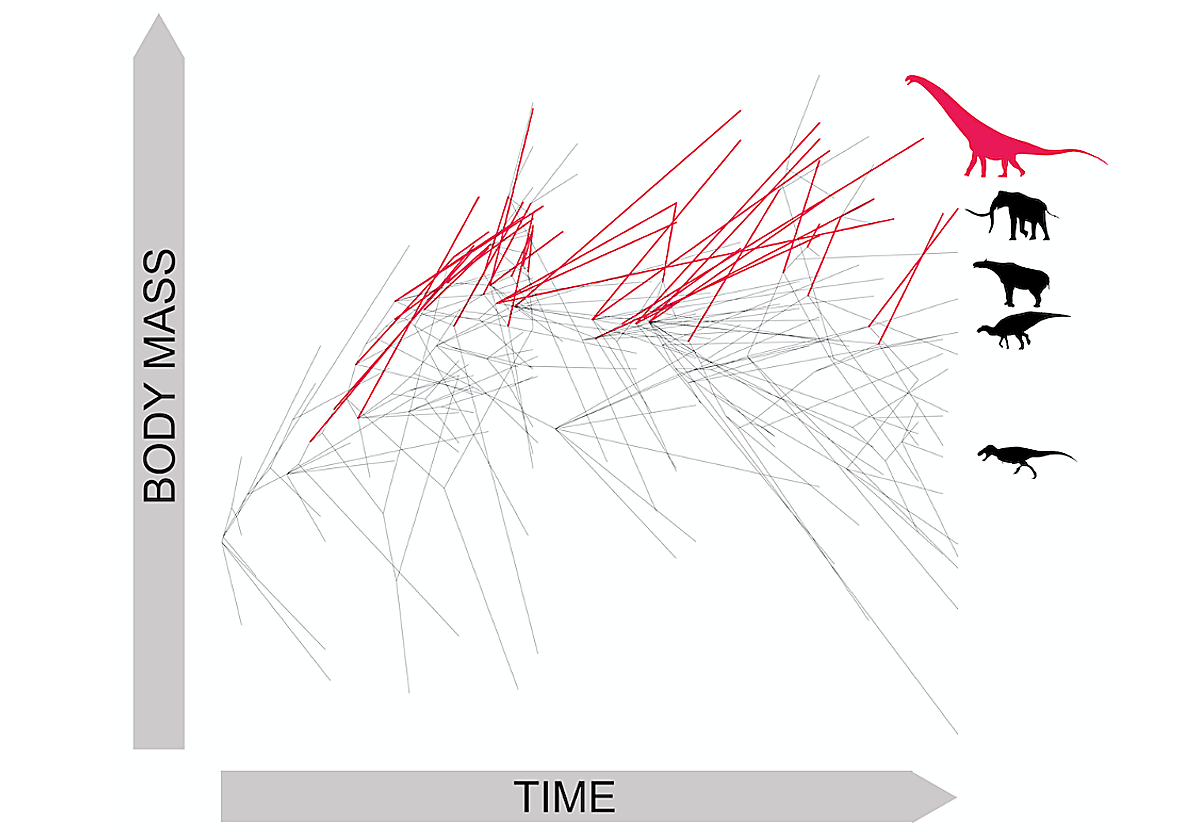 Este árbol evolutivo de los dinosaurios saurópodos muestra sus masas corporales proyectadas en el tiempo. Cada rama representa una especie. Las especies que desarrollaron masas corporales mayores que cualquier otro animal que vivió en la Tierra están resaltadas en rojo. Las siluetas se colocan en las masas corporales de los saurópodos más grandes, mamíferos parecidos a mamuts, mamíferos parecidos a rinocerontes, dinosaurios con pico de pato y dinosaurios carnívoros