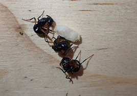 El secreto de las hormigas australianas para defenderse: que la colonia entera se haga la muerta