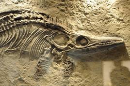 Descubren el Platythoulus clemensi: una nueva especie de dinosaurio con un tocado en la cabeza