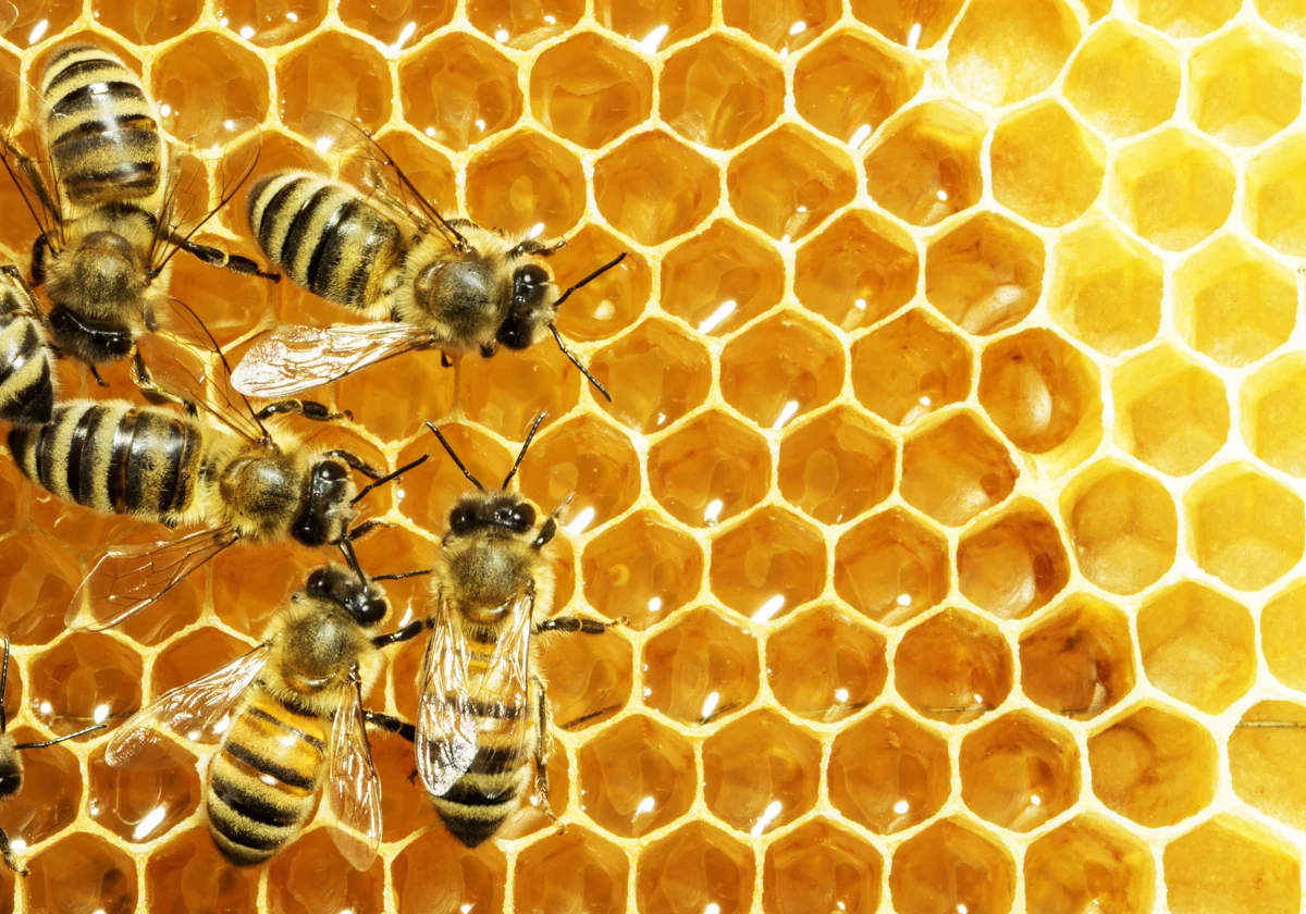 Una abeja en cera de abejas con miel