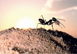 Las hormigas del desierto que construyen torres para que nadie se pierda