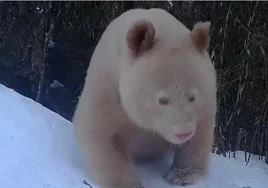 Un panda gigante albino es captado de forma única por las cámaras de China