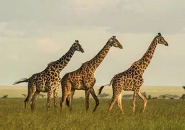 La supervivencia de las jirafas, amenazada por la gran grieta que divide África en dos
