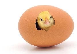La ciencia arroja luz sobre el misterio de qué fue antes, el huevo o la gallina