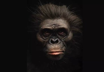 La australopiteca 'Lucy' tenía músculos 'como rocas' que le permitían estar de pie igual que nosotros