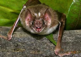 ¿Qué relación guardan los murciélagos y el mito del vampiro?