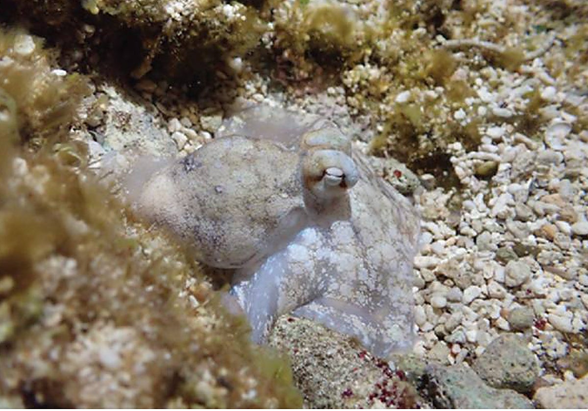 En la foto, durante el sueño tranquilo, el pulpo aparece blanco e inmóvil. En el vídeo, cambia los patrones de su piel durante el sueño activo.
