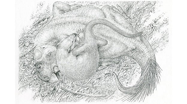 Reconstrucción de vida que muestra a Psittacosaurus siendo atacado por Repenomamus, hace 125 millones de años