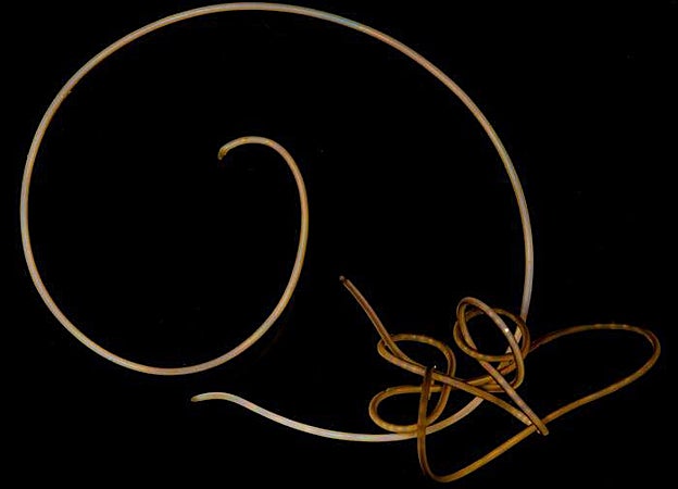 Dos individuos vivos enredados de Gordionus violaceus, un gusano de agua dulce, en Alemania