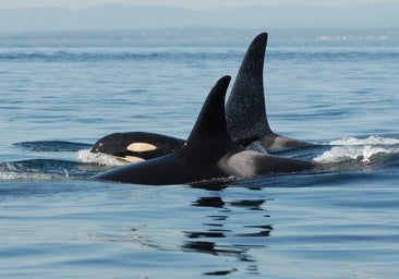 La menopausia, un invento de la naturaleza para que los hijos varones sean protegidos por mamá toda la vida