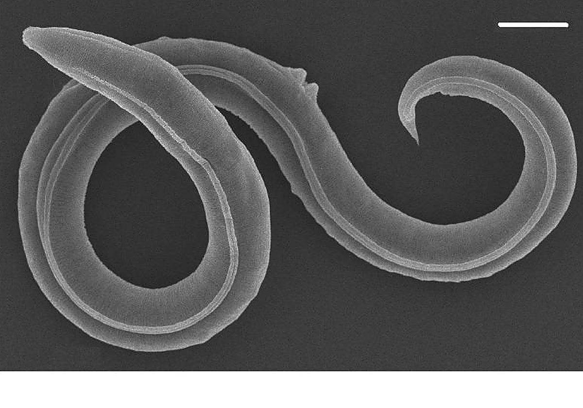 Resucitado un gusano nunca visto tras pasar 46.000 años congelado bajo el hielo en Siberia
