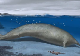 Hallan los restos de un animal colosal que destrona a la ballena azul como el más pesado de la historia
