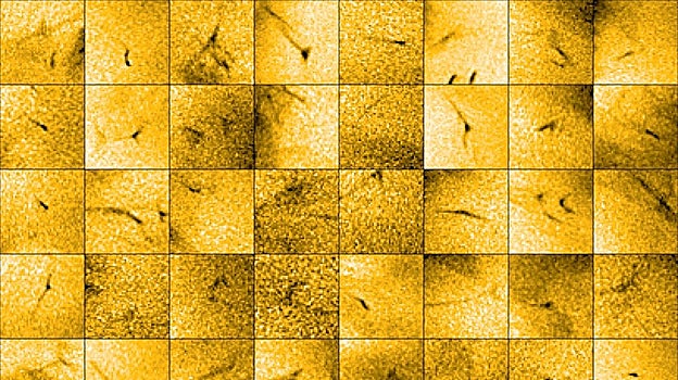 Este mosaico de imágenes muestra una multitud de pequeños chorros de material que escapan de la atmósfera exterior del Sol. Las imágenes provienen de la nave espacial Solar Orbiter de la ESA/NASA. Aparecen como rayas oscuras a lo largo de la superficie solar en este mosaico. Las imágenes son «negativas», lo que significa que, aunque los chorros se muestran oscuros, son destellos brillantes contra la superficie solar. Cada chorro dura entre 20 y 100 segundos y expulsa partículas cargadas, conocidas como plasma, a unos 100 km/s. Estos eventos podrían ser la tan buscada fuente del 'viento solar', la salida constante de partículas cargadas que proviene del Sol y fluye a través del Sistema Solar.