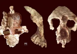 Un nuevo fósil reescribe la historia de nuestros antepasados: los homínidos se originaron en Europa, no en África