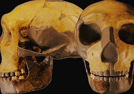 ¿Se han hallado restos de un nuevo linaje humano desconocido?