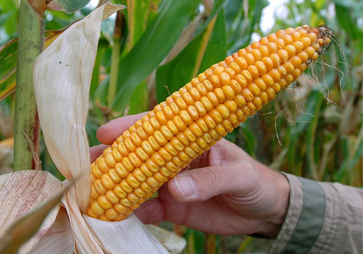 Imagen de archivo de un cultivo de maíz BT