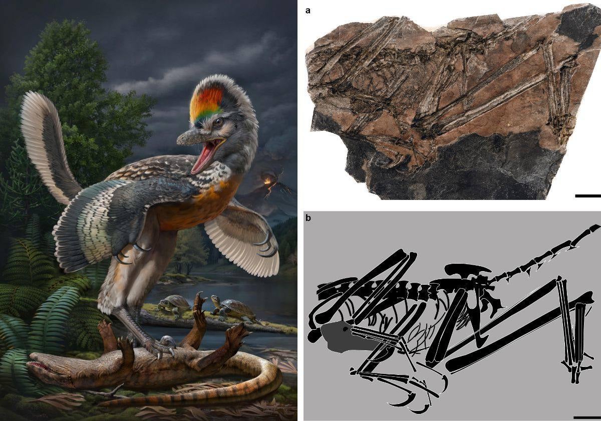 Recreación artística de Fujianvenator (izquierda) y fotografía (arriba, derecha) y dibujo lineal interpretativo (abajo, derecha) del fósil de 150 millones de años antigüedad,