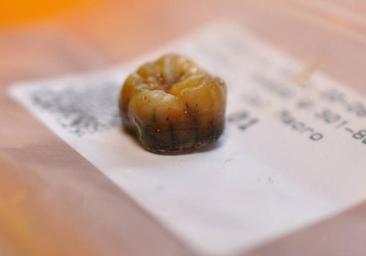 Hallan por azar los restos de una mujer y dos niños neandertales en el almacén de un museo de Barcelona