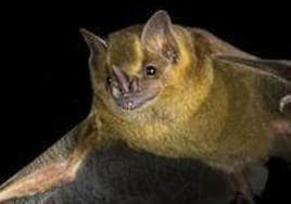 Desvelan el secreto de los murciélagos para 'autocurarse' del cáncer