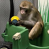 Un grupo de médicos denuncia la muerte de doce monos en los ensayos de chips cerebrales de Elon Musk