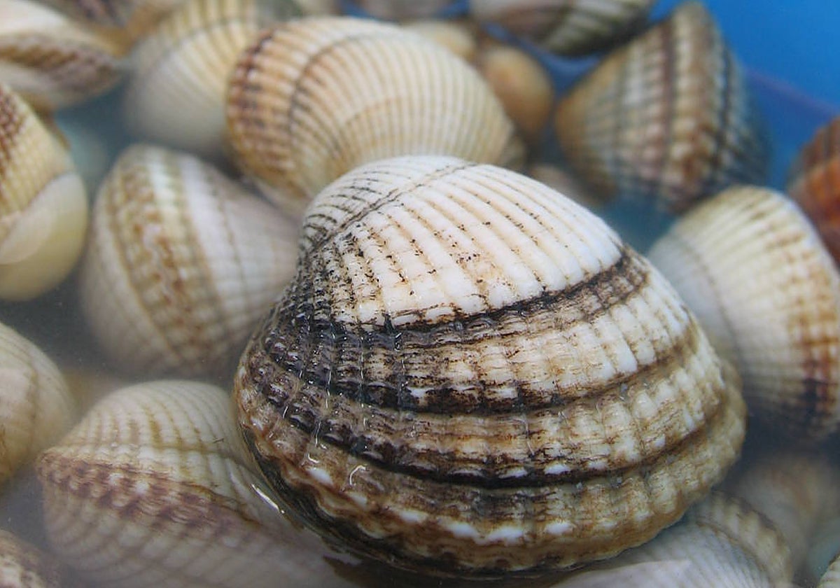 Berberechos en el mar