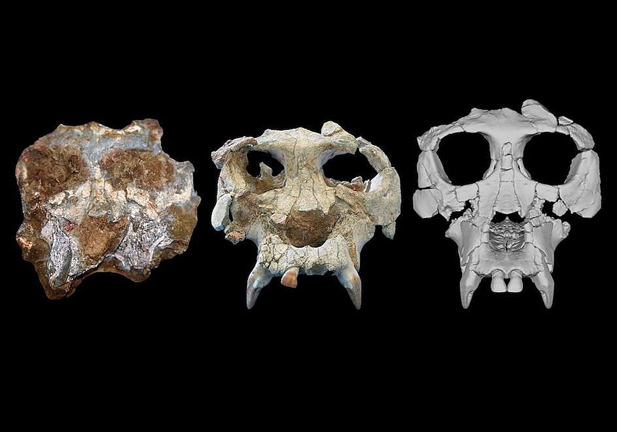 En la imagen, el cráneo de Pierolapithecus catalaunicus tal y como fue descubierto en 2004 (izquierda), tras su preparación inicial (centro) y tras la reconstrucción virtual llevada a cabo en este estudio