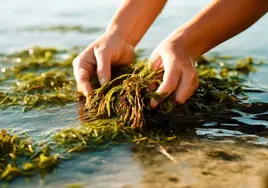 Los europeos ya comían algas en la Edad de Piedra, 3.000 años antes de que lo hicieran en el Lejano Oriente