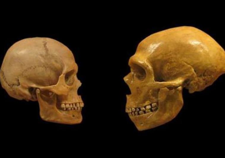 Un cráneo sapiens y otro neandertal