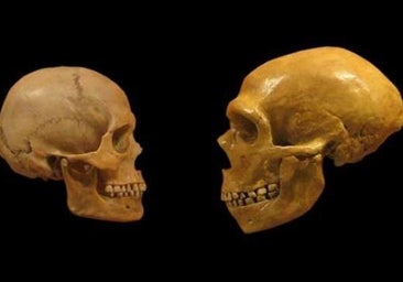 Los genomas han hablado: así fue el encuentro entre sapiens y neandertales
