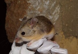 Descubren ratones momificados en las cumbres de los volcanes de los Andes, el lugar de la Tierra más parecido a Marte