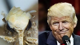 ¿Puede un escarabajo llamarse Hitler? La cultura 'woke' divide a los científicos