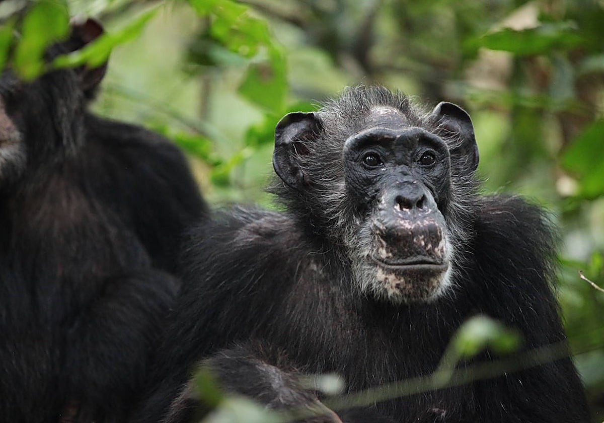Ma Rainey, una hembra posreproductiva de la comunidad de chimpancés Ngogo en el Parque Nacional Kibale, Uganda, y su hijo adulto Wes