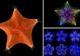 ¿Cuál es la cabeza de una estrella de mar? La ciencia responde: toda ella