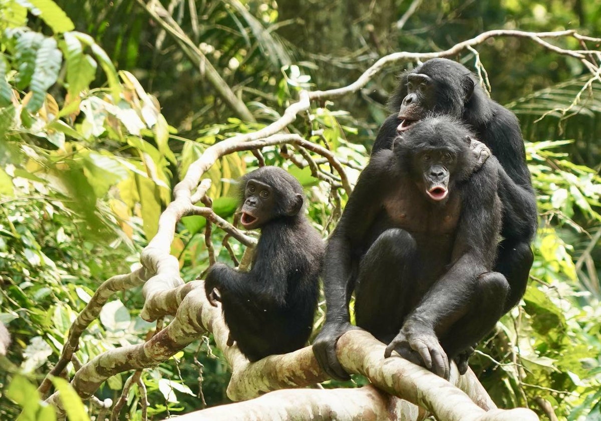 bonobo vs humano