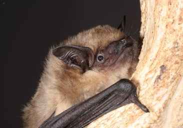 Estos murciélagos usan su pene como 'brazo' durante el sexo pero no para la penetración