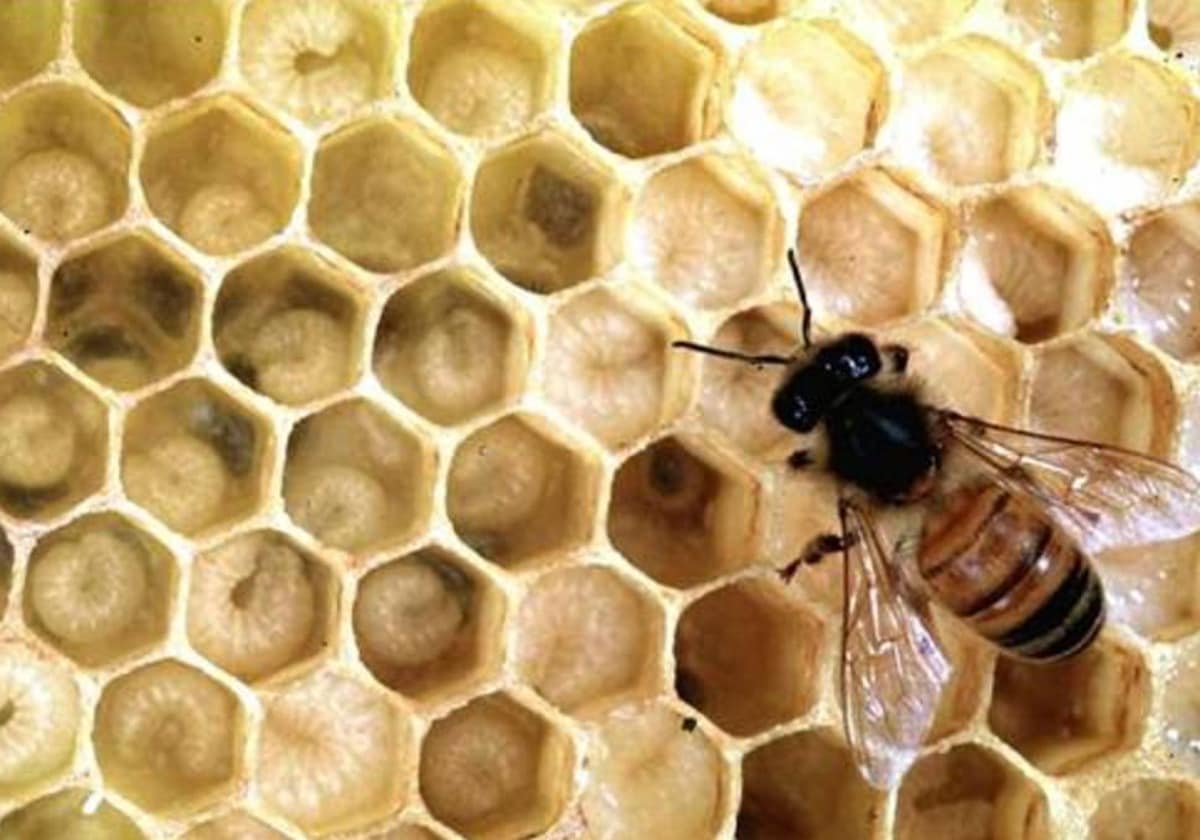 Un estudio afirma que estamos maltratando a las abejas melíferas